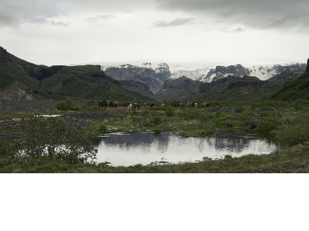 Riding with the Herd in Iceland 